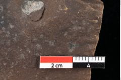 Foto (Detailansicht) von Sphaerococcites parschlugianus Ettingshausen (NHMW-GEO-2024-0188-0096)